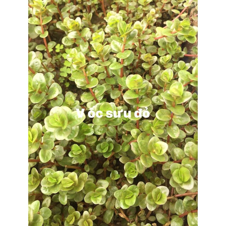 Cây Cắt Cắm Vảy Ốc Siêu Đỏ 15-20 ngon - Rotala Colorala- CÂY THỦY SINH LÁ CẠN