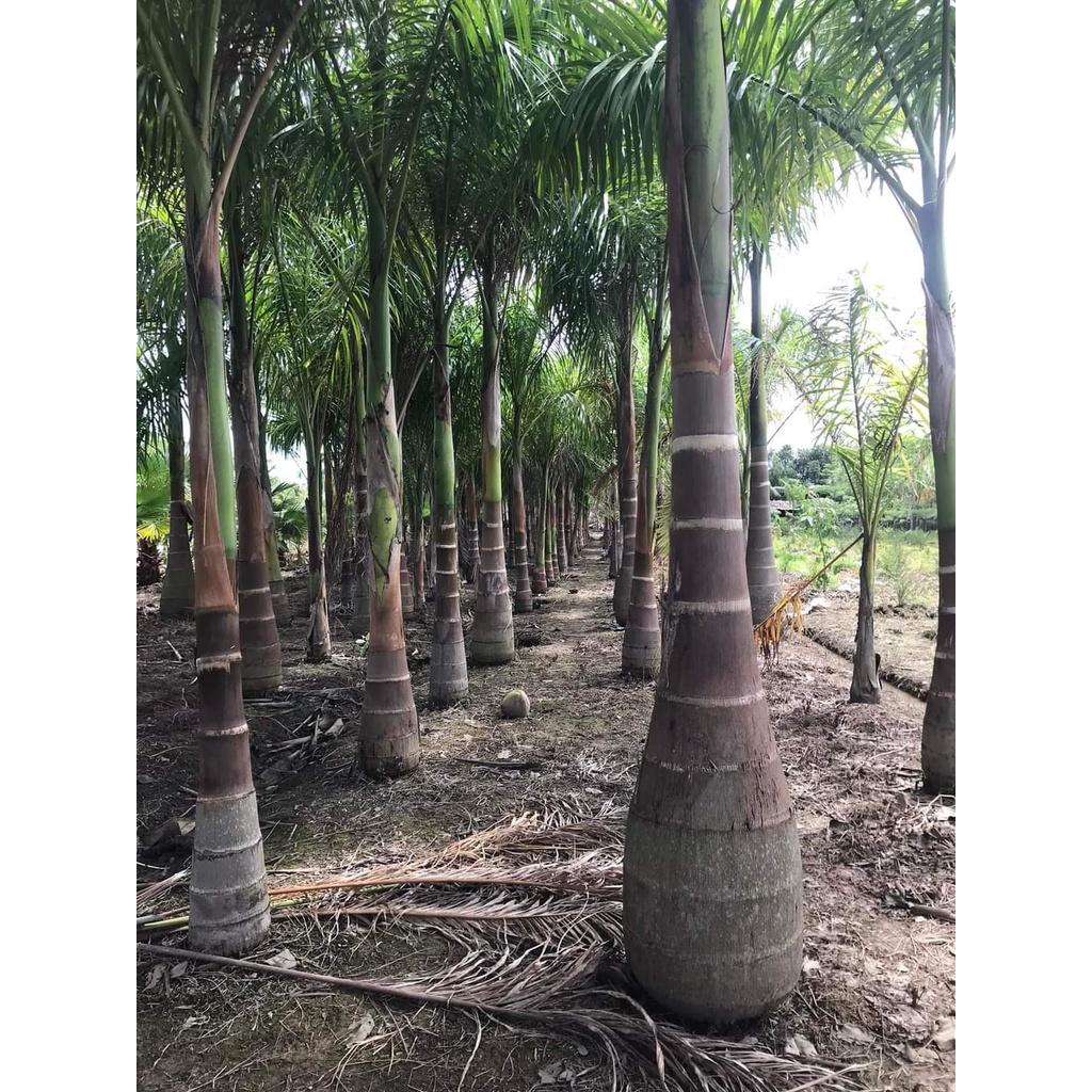 Cây giống Cau Vua