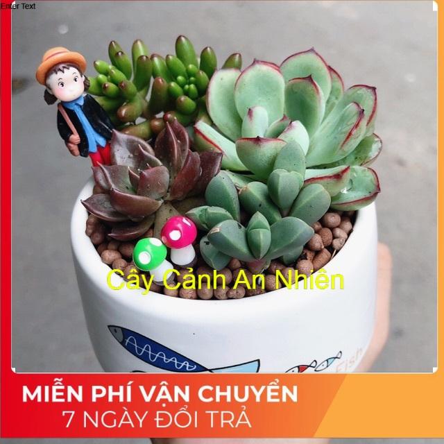 Chậu sen đá tiểu cảnh