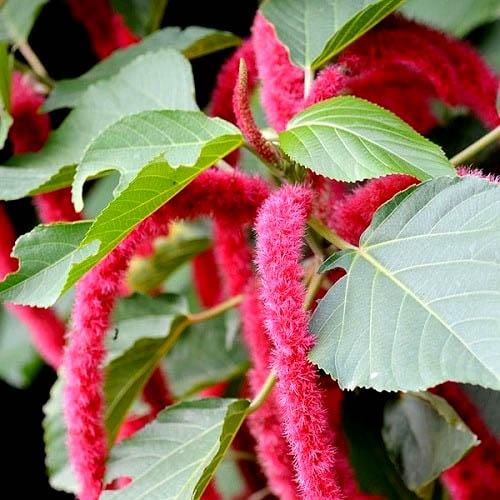 Hạt giống hoa Tai Tượng Đuôi Chồn Đỏ CT253 - Gói 30 hạt