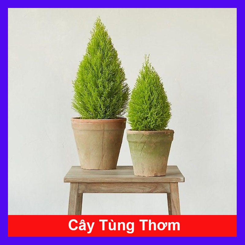 Cây tùng thơm cao 25-30 cm trang trí noen