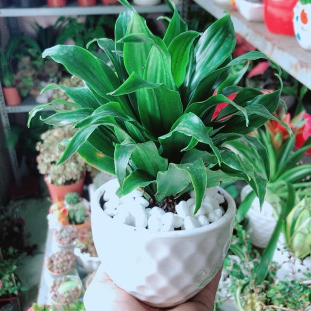 Chậu Cây Phát Tài Lá