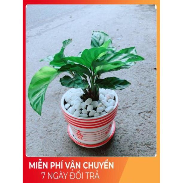 Chậu Đuôi Công Xanh