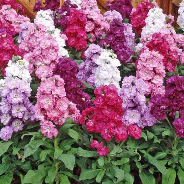 Hạt giống hoa hoàng anh nhiều màu -1 gói 30 hạt