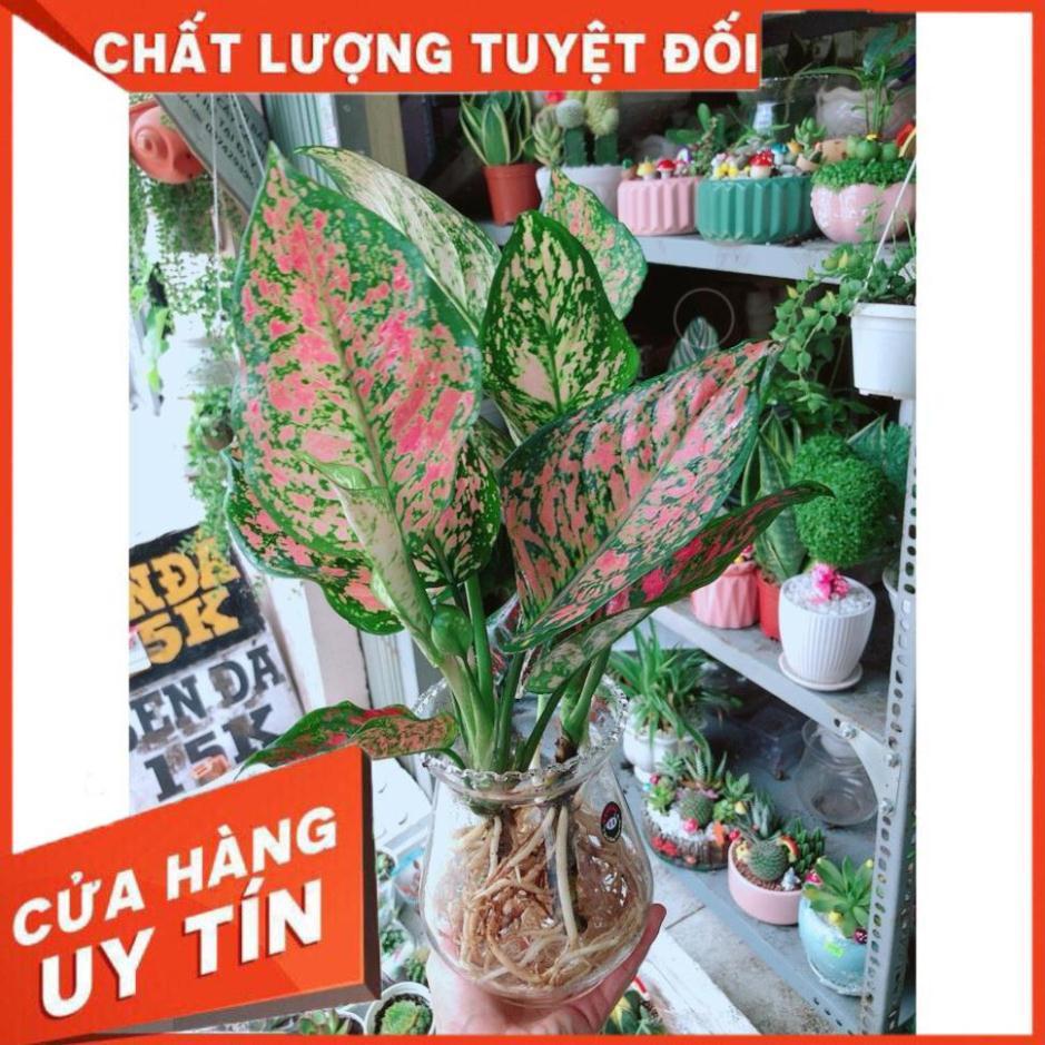 Chậu Vạn Lộc Thủy Sinh Đẹp