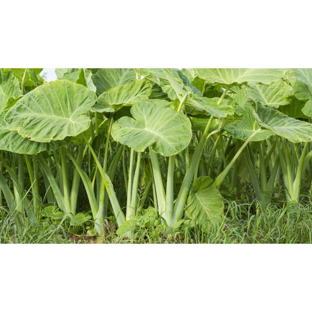 Cây bạc hà nấu canh chua - cây giống to size mẹ