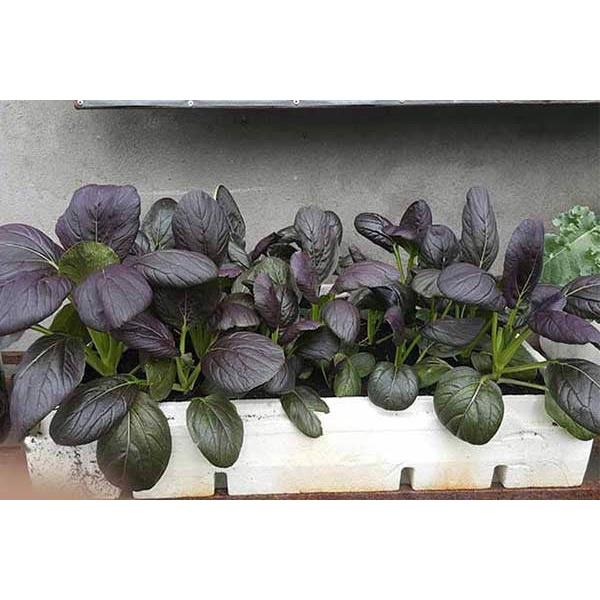 Hạt Giống Rau Cải Chip Đỏ -