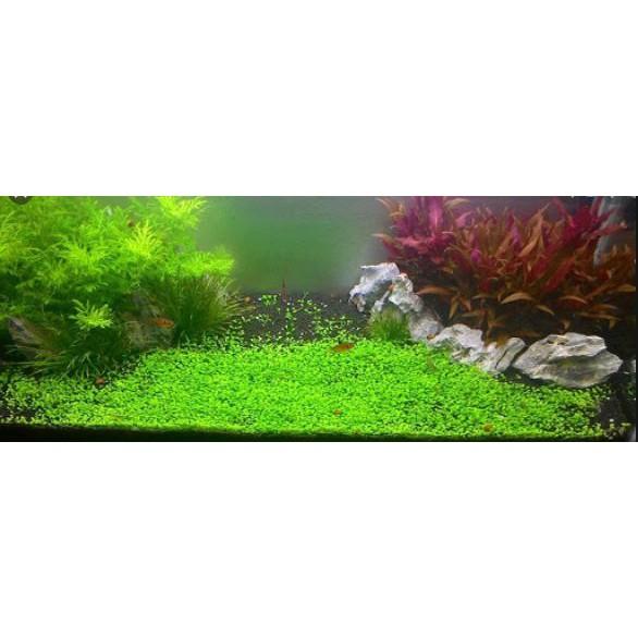 Trân châu nhật lá nước - Cây trãi nền Thủy sinh