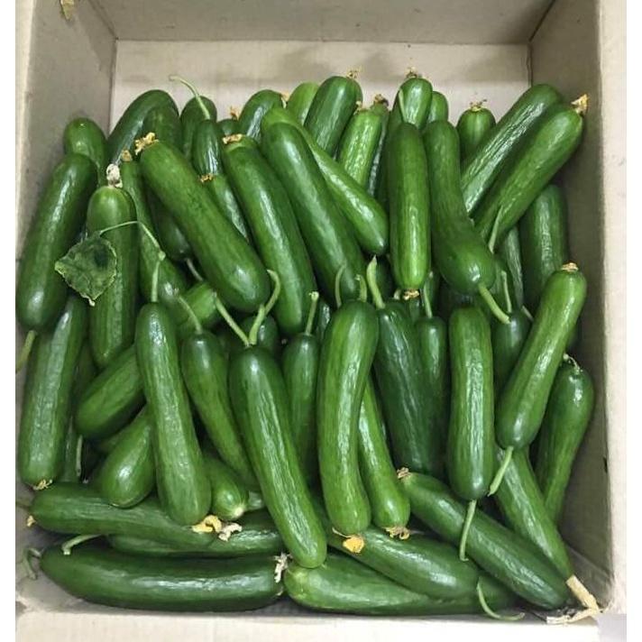 Hạt giống dưa chuột baby chùm KNS3336 - Gói 10 hạt