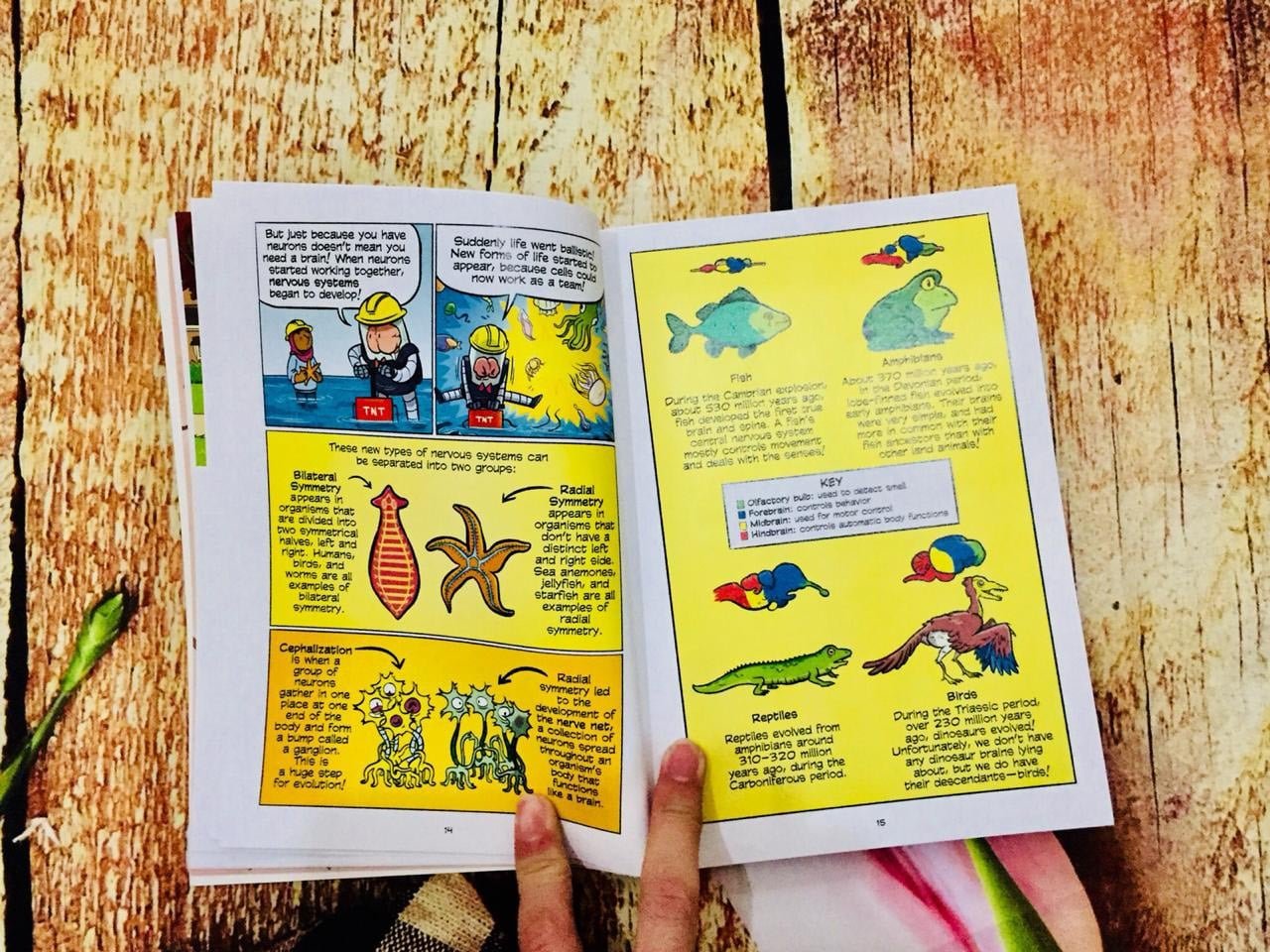 Science Comics bộ nhập màu 23 quyển