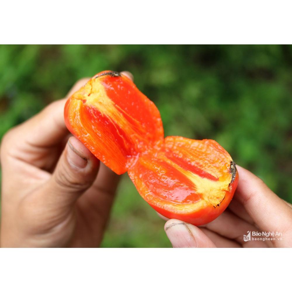 Cây Giống Hồng Trứng Đà Lạt