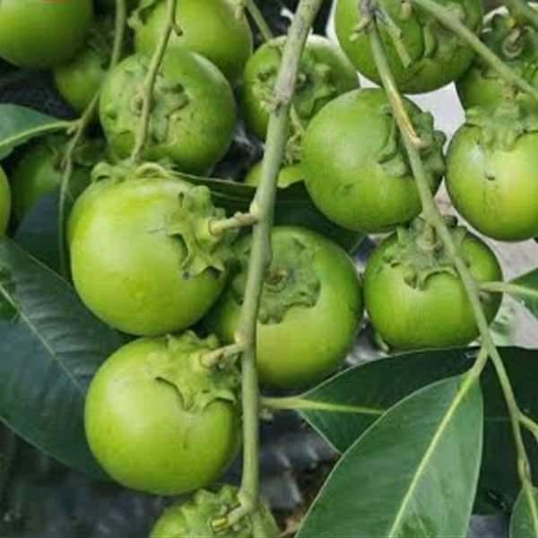 CÂY GIỐNG HỒNG ĐEN SOCOLA