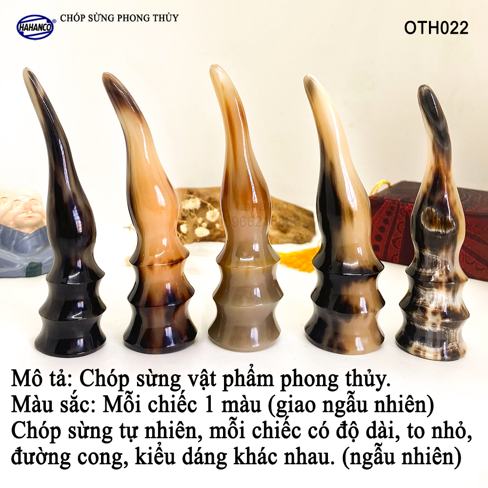 Chóp sừng bò Châu Phi vật phẩm phong thủy (OTH022) giàu sang/phú quý/may mắn - Bày bàn làm việc hoặc trong nhà