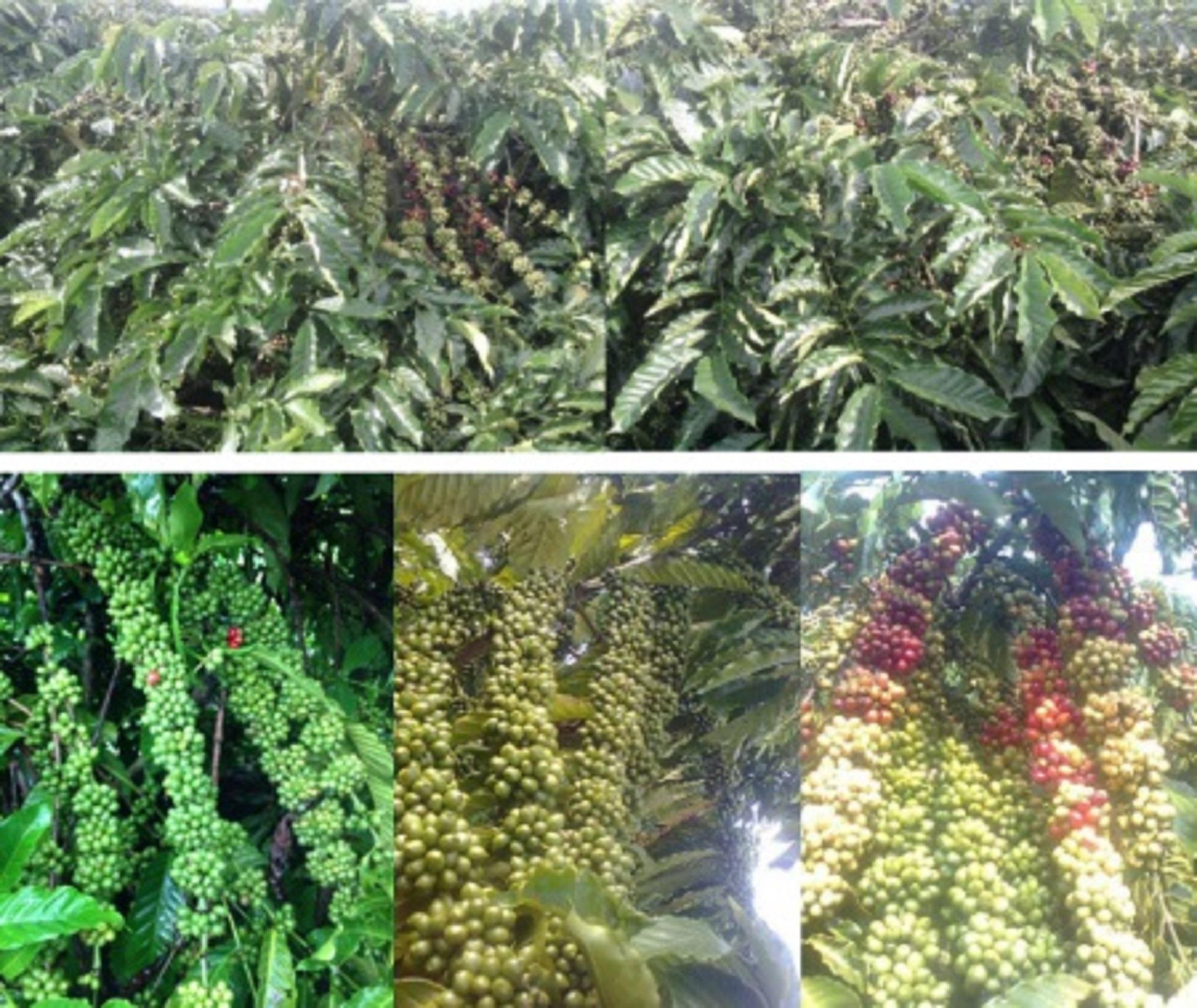 500 gram Hạt giống Cà Phê VỐI CAO SẢN Lá Xoài  . KÈM HƯỚNG DẪN ƯƠM]