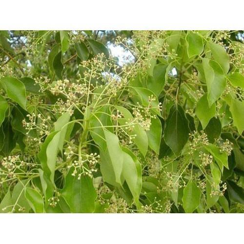 COMBO 2 BẦU CÂY GIỐNG CÂY LONG NÃO - kh11dl