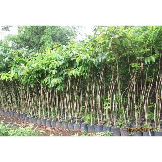 Cây Hoa Bằng lăng tím - cây giống lớn cao 1,8m trở lên