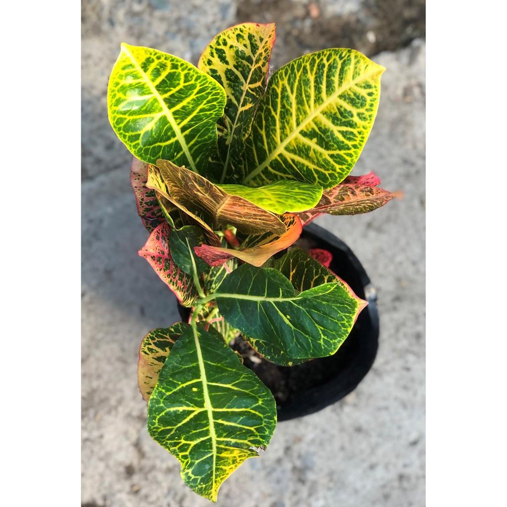 Cây Cô Tòng lá mít đa sắc