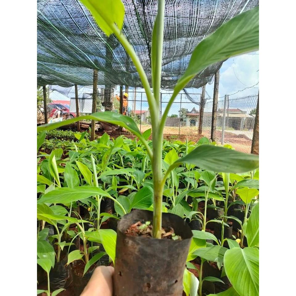 Giống Cây chuối lân đà lạt cấy mô