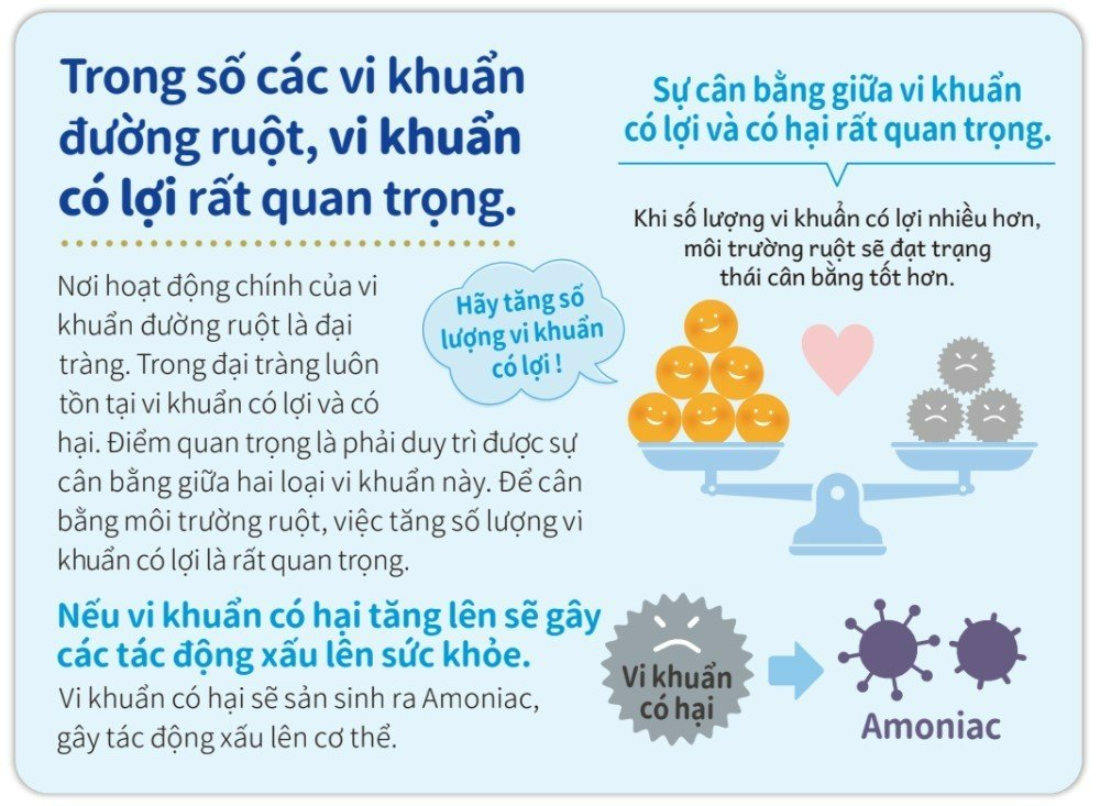 Bột Men Vi Sinh Bổ Sung Lợi Khuẩn BB536 Tốt Cho Hệ Tiêu Hóa, Tăng Sức Đề Kháng Chứa 20 Tỷ Lợi Khuẩn BB536 30 Gói x 1.5g