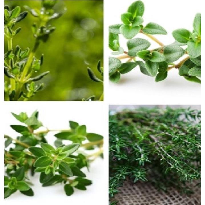 Hạt giống Cỏ Xạ Hương (Thyme) CT185 - Gói 100 hạt