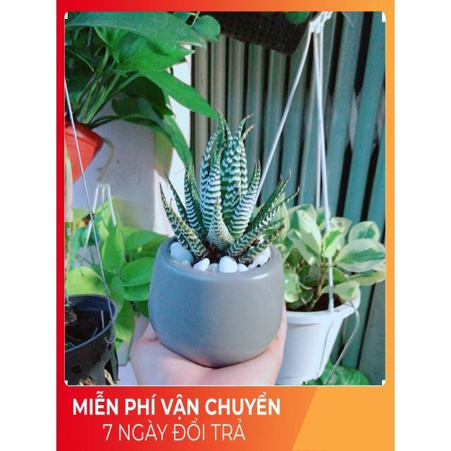Chậu Móng Rồng