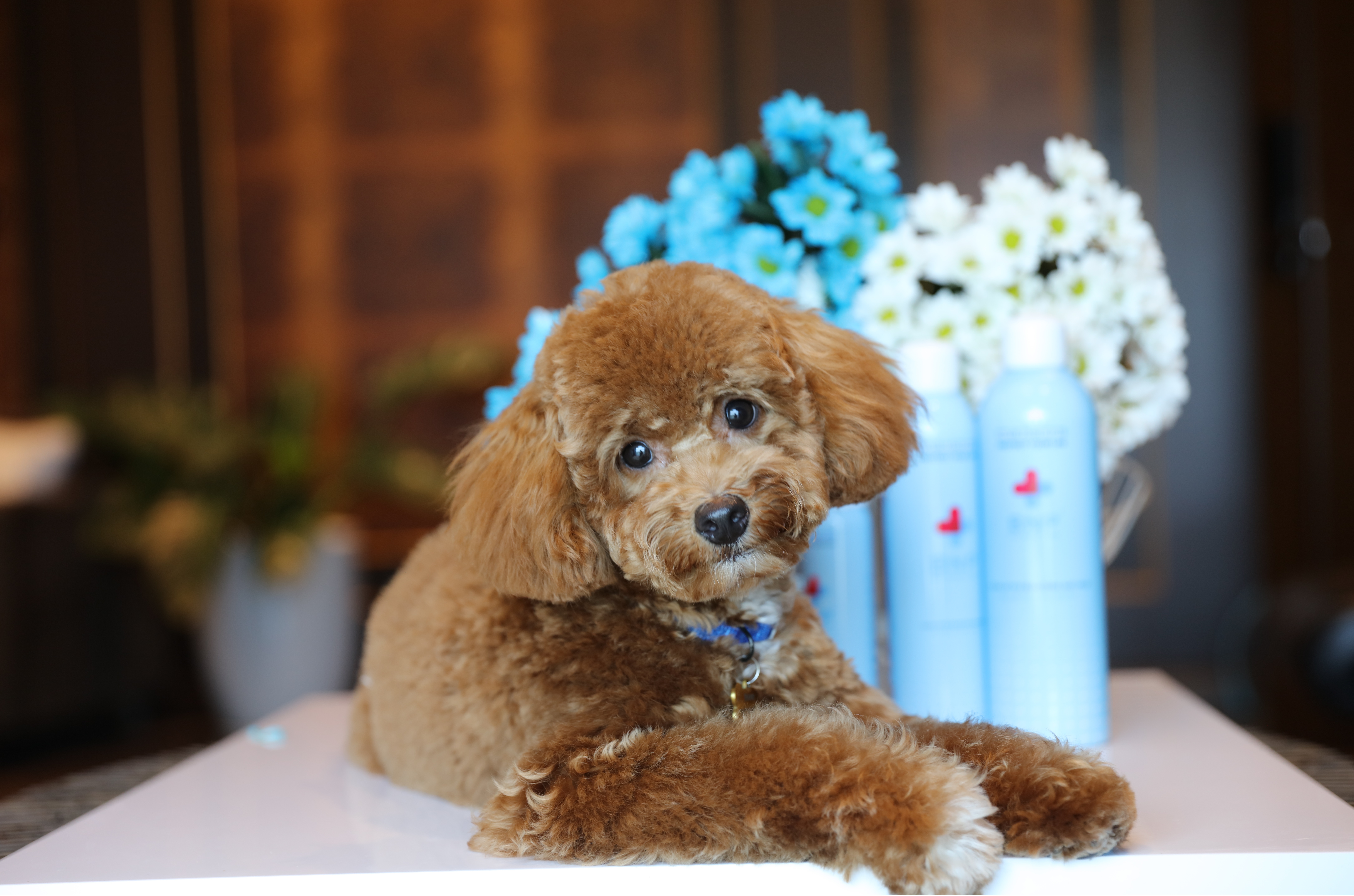 Xịt khử mùi hôi, mùi nước tiểu thú cưng BNP Pet