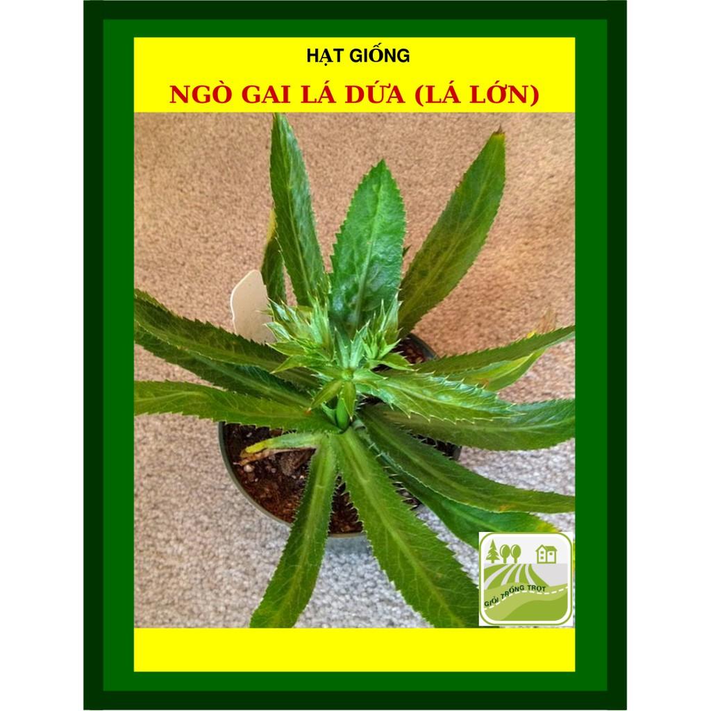 20 gram - Hạt Giống Ngò Gai Lá Lớn