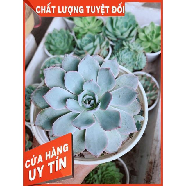 Sen Đá Size Trung Đồng Giá 45k