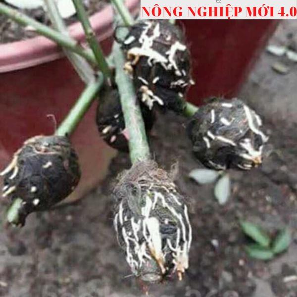 RỄ BÈO TÂY - RỄ LỤC BÌNH - CHIẾT CÀNH RA RỄ 100%
