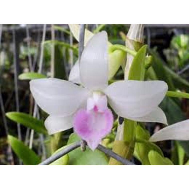 PHI ĐIỆP 5CT NHA TRANG