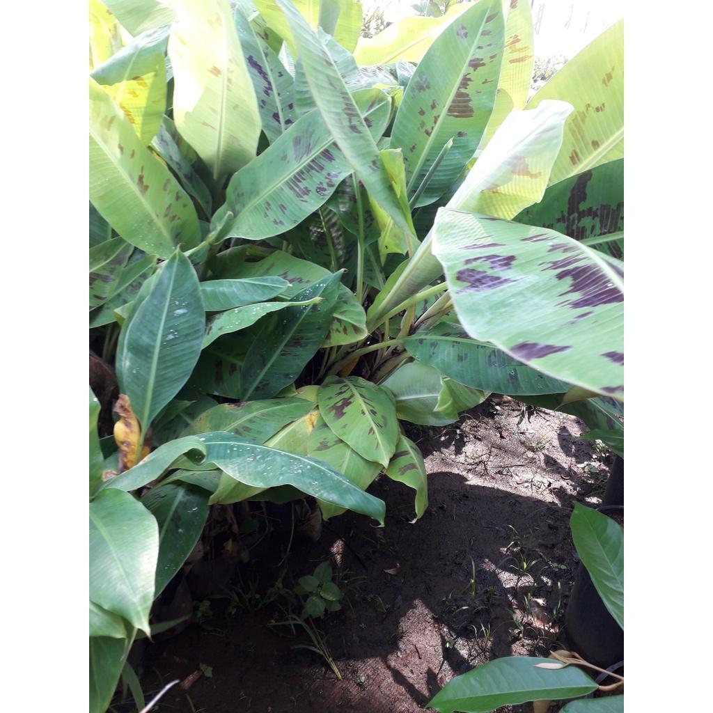 Cây giống Chuối già Hương cấy mô siêu sớm.