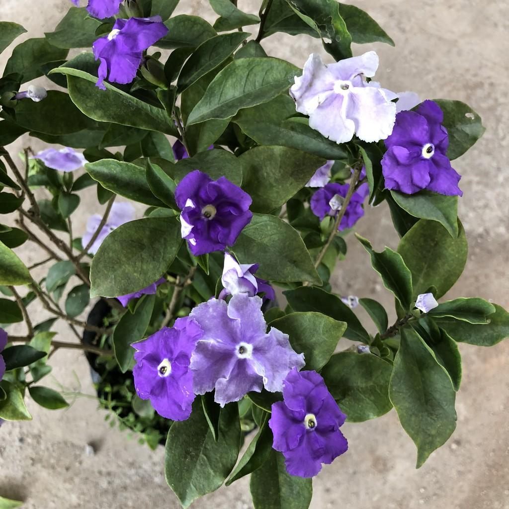 Cây hoa nhài nhật, chiều cao cây 25-30cm hoa cực thơm mùi hương dễ chịu thư giãn, thích hợp trang trí cảnh quan sân vườn