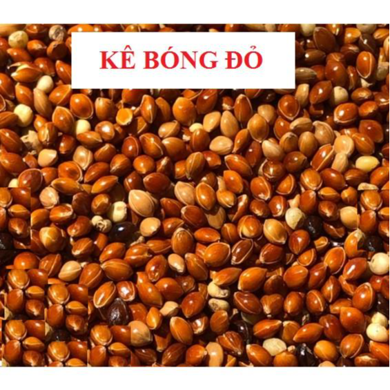 200G HẠT KÊ BÓNG ĐỎ (KÊ ĐỎ HẠT TO) CHO CHIM CẢNH, VẸT, YẾN PHỤNG