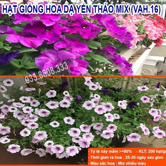 Hạt Giống Hoa Dạ Yến Thảo - Hoa Trồng Chậu Treo