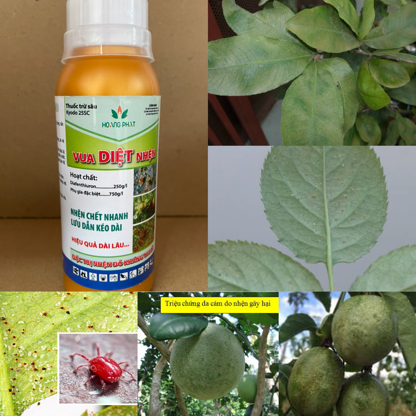 Vua Diệt Nhện