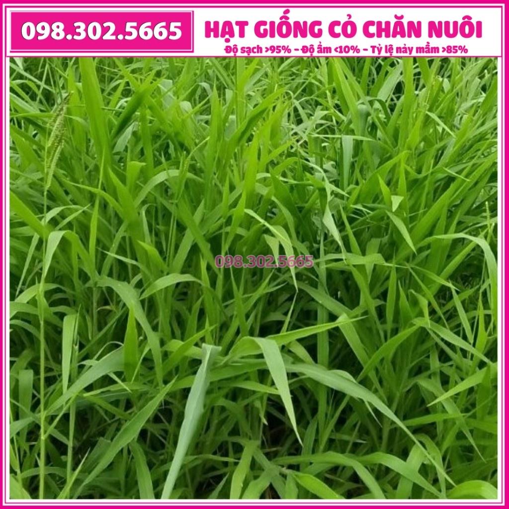 Hạt giống cỏ RUZI - chỏ chịu dẫm đạp - gói 300g - Hạt giống cỏ chăn nuôi trâu, bò, dê... loại 1