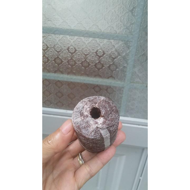 10 viên nén ươm hạt