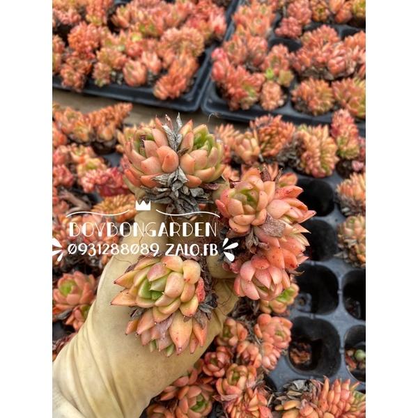 CÂY SEN ĐÁ ẾCH CAM xoè 4-5cm hàng cây nhỏ giống mới