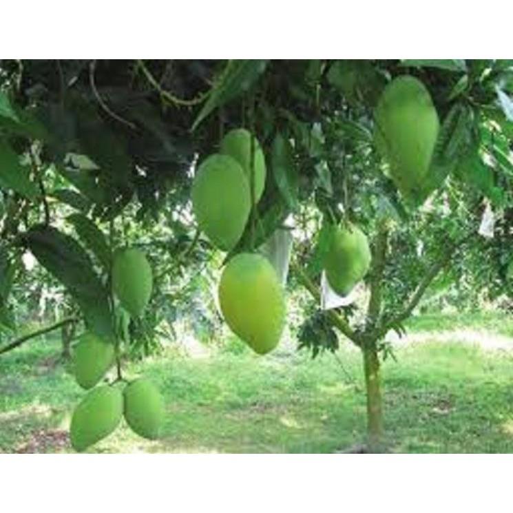 COMBO 2 cây giống XOÀI CÁT HÒA LỘC - Giống chuẩn F1 - Siêu sai quả ngon, ngọt