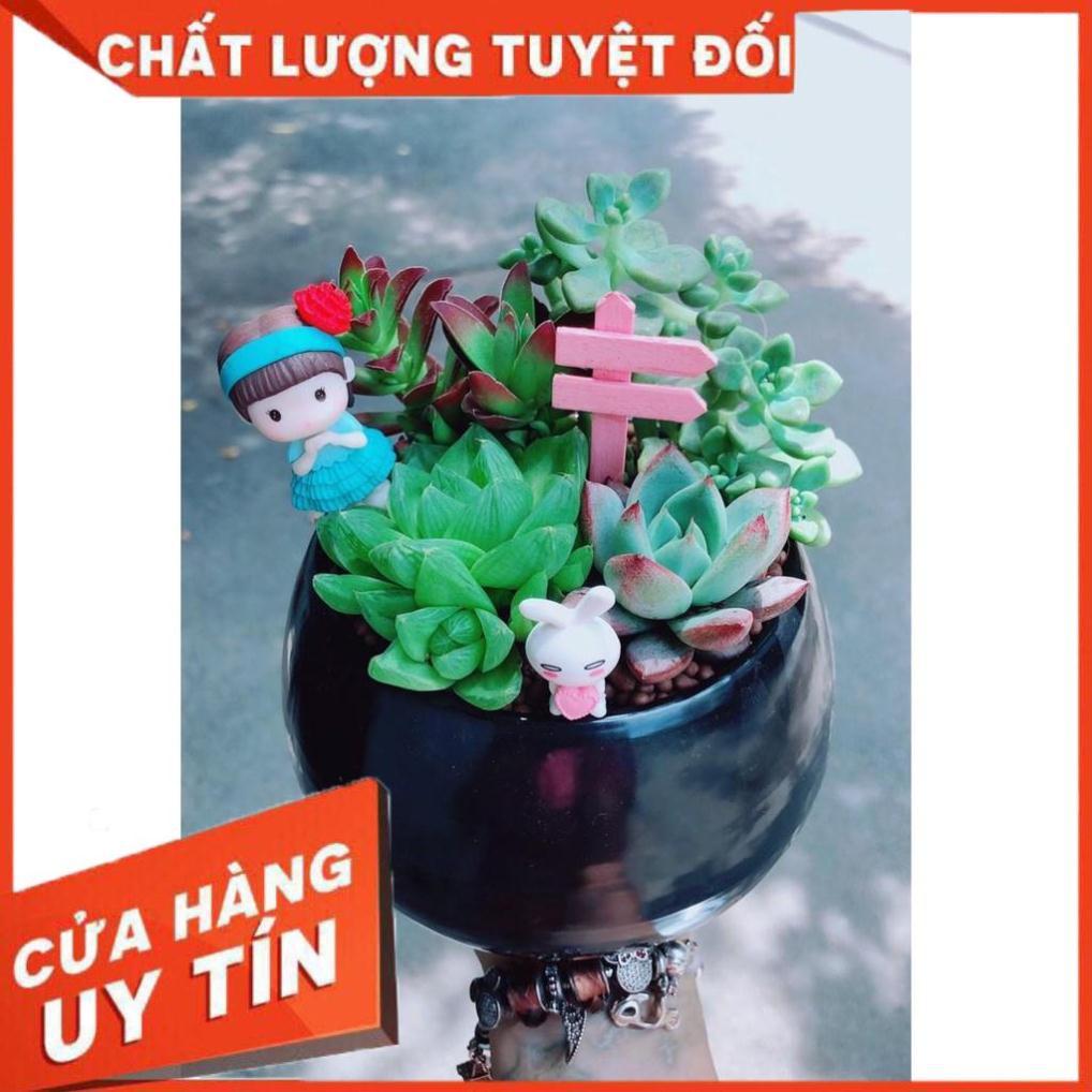 Các mẫu sen đá tiểu cảnh đồng giá 200k Nhiều Người Mua