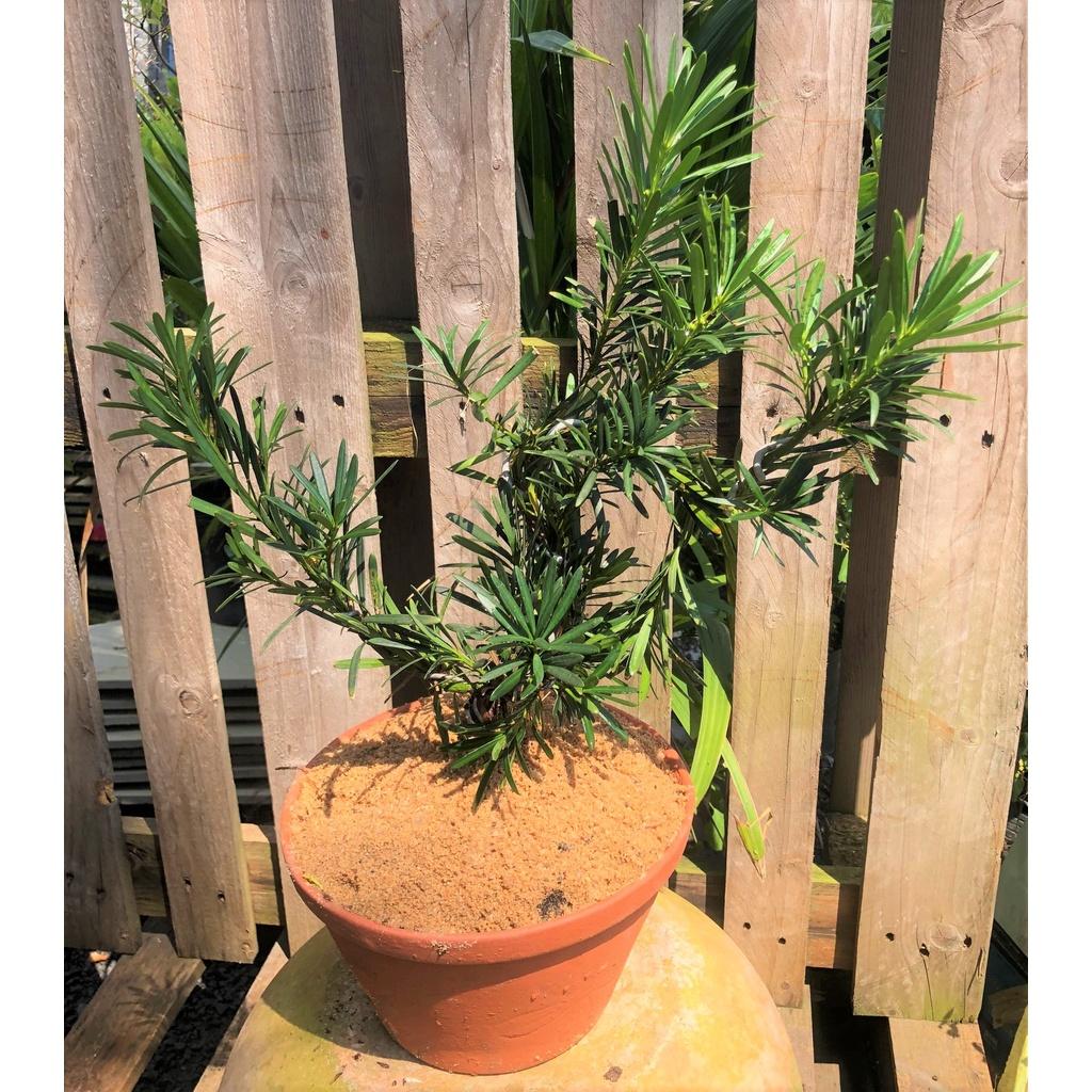 Chậu đất nung cây Tùng La Hán dáng bonsai