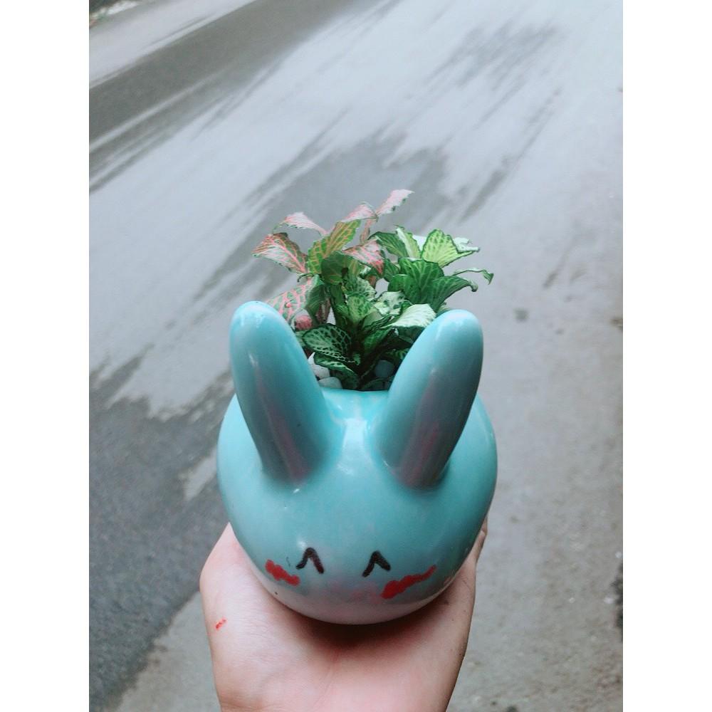 Chậu Cẩm Nhung Thỏ Xanh