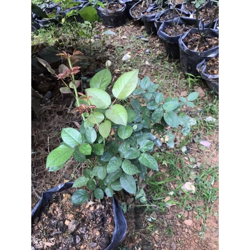 Cây hoa hồng ngoại Misato- bầu cây to trưởng thành