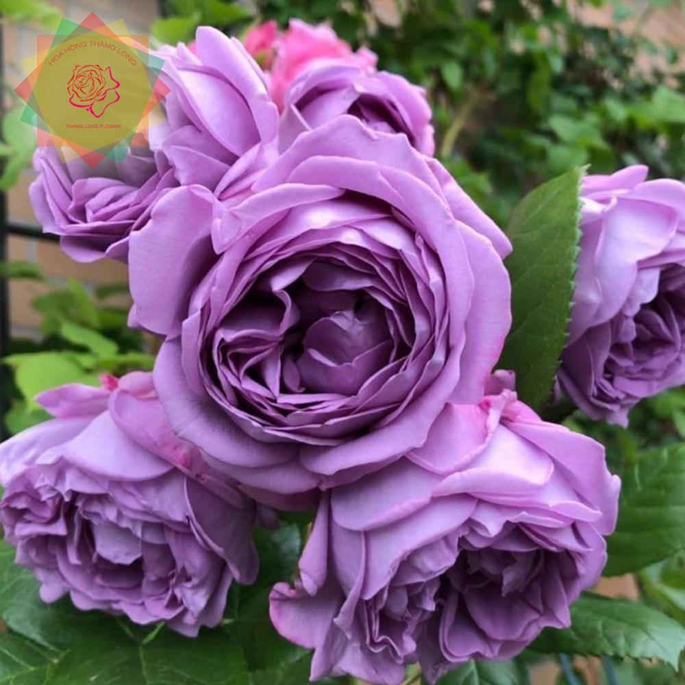 Hoa hồng tím Kinda Blue thân bụi, bền bông, siêng hoa- bầu to lớn, cây trưởng thành