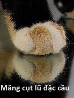 sự lụi tàn của usuzumi chapter 71 59