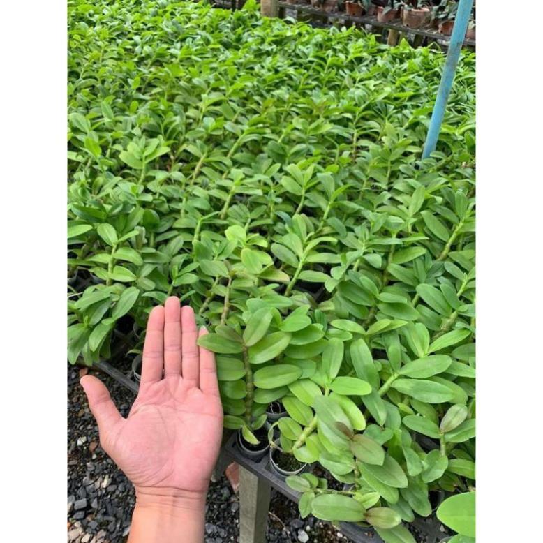 Hoa phong lan phi điệp lá mít gieo hạt+ 700g phân thỏ hữu cơ