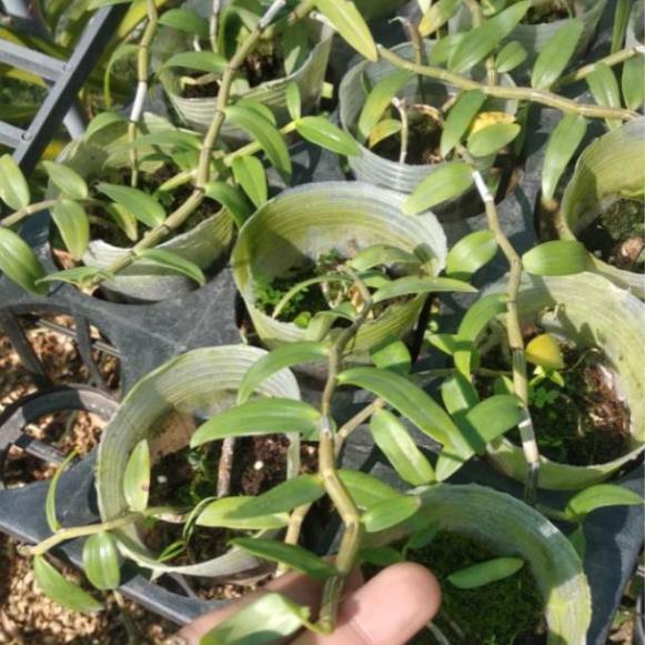 Sản Phẩm Giả Hạc Hoa Hồng Đỏ