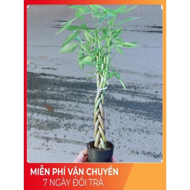 Kim Ngân Thắt Bính