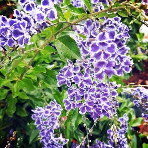Cây chuỗi ngọc hoa tím
