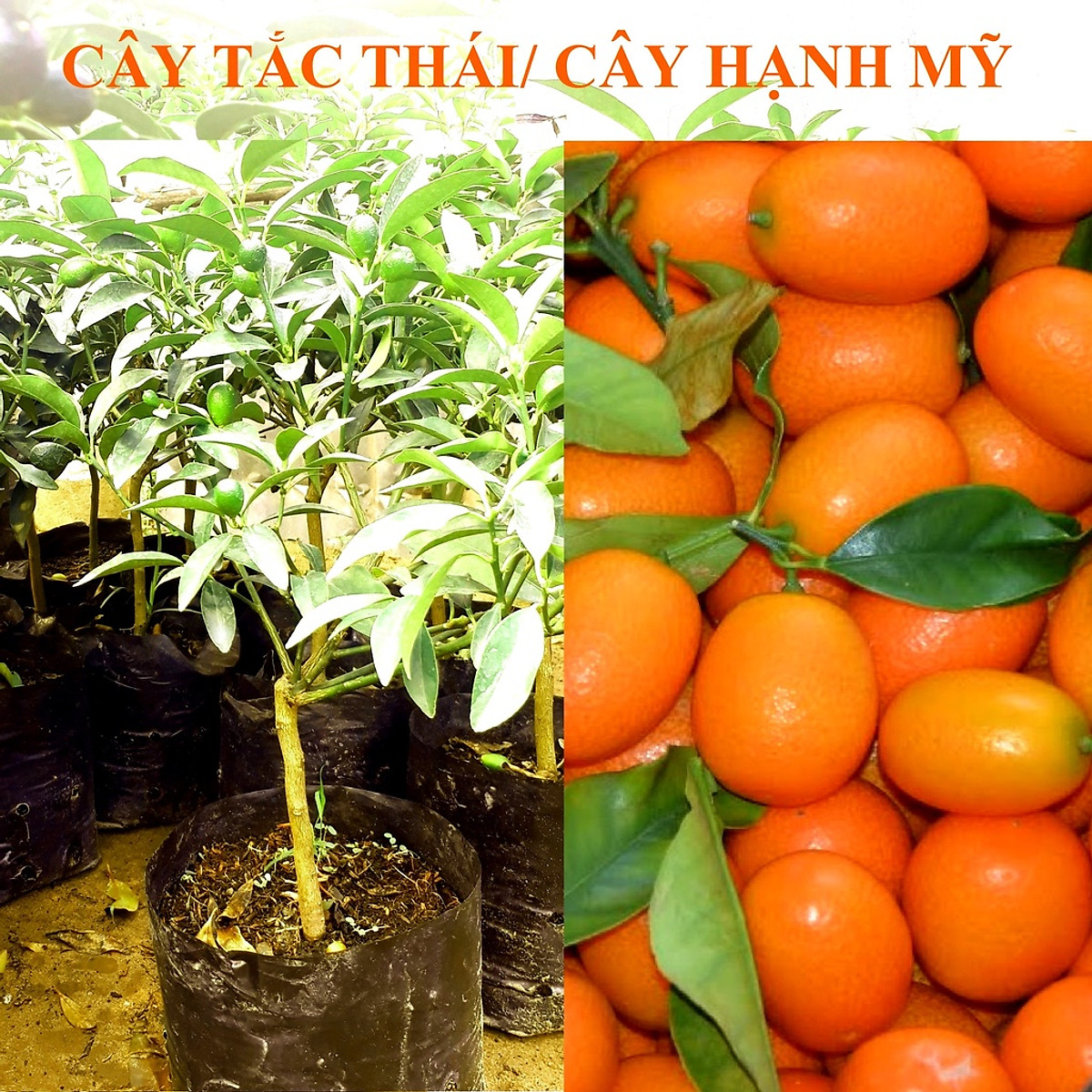 Cây Giống Tắc Thái Trái Dài